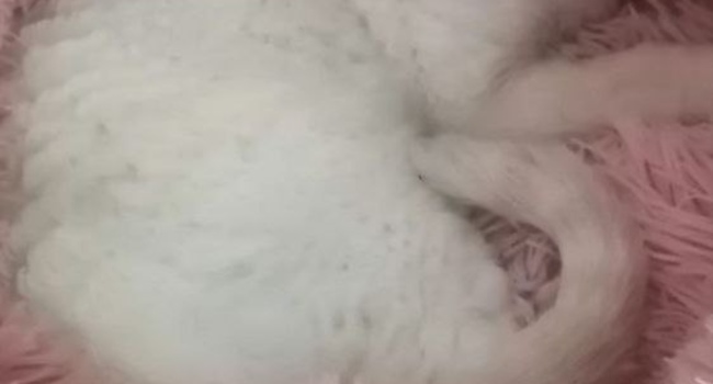 Devon rex. Котята мальчики, 2.5.иес