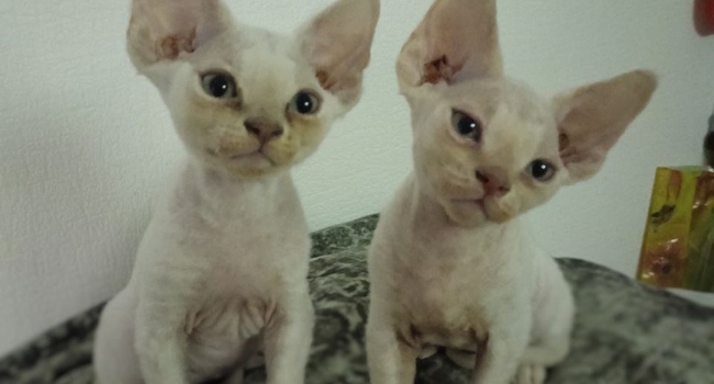 Devon rex. Котята мальчики, 2.5.иес