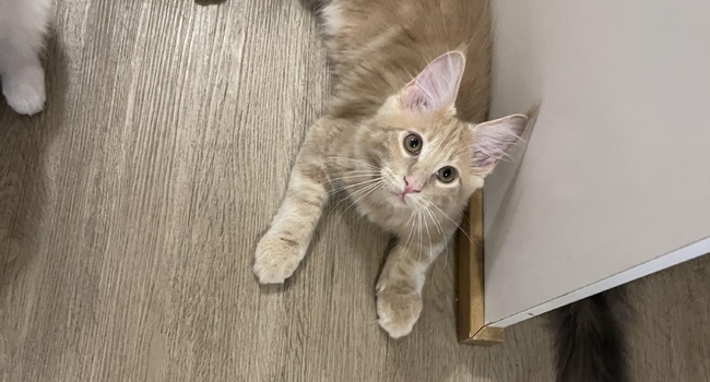 Котята мейнкун 
