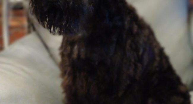 Щенки Керри блю терьера/ Kerry Blue terrier puppies