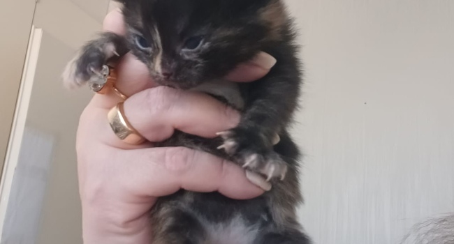 Котята