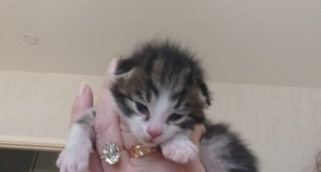 Котята